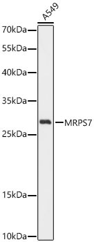 MRPS7 Rabbit Polyclonal Antibody