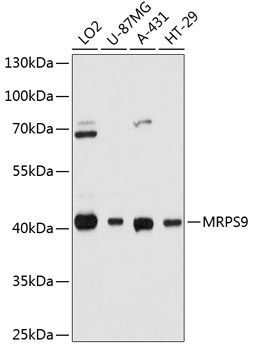 MRPS9 Rabbit Polyclonal Antibody