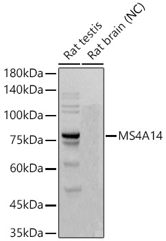MS4A14 Rabbit Monoclonal Antibody