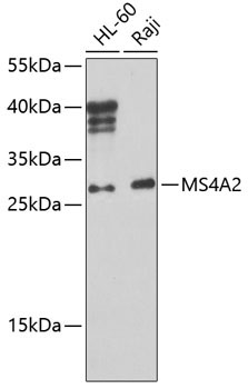 MS4A2 Rabbit Polyclonal Antibody
