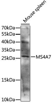 MS4A7 Rabbit Polyclonal Antibody