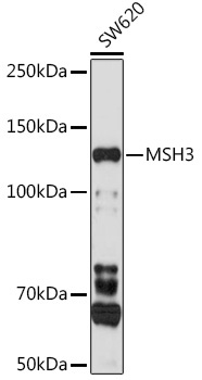 MSH3 Rabbit Polyclonal Antibody