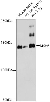 MSH6 Rabbit Polyclonal Antibody