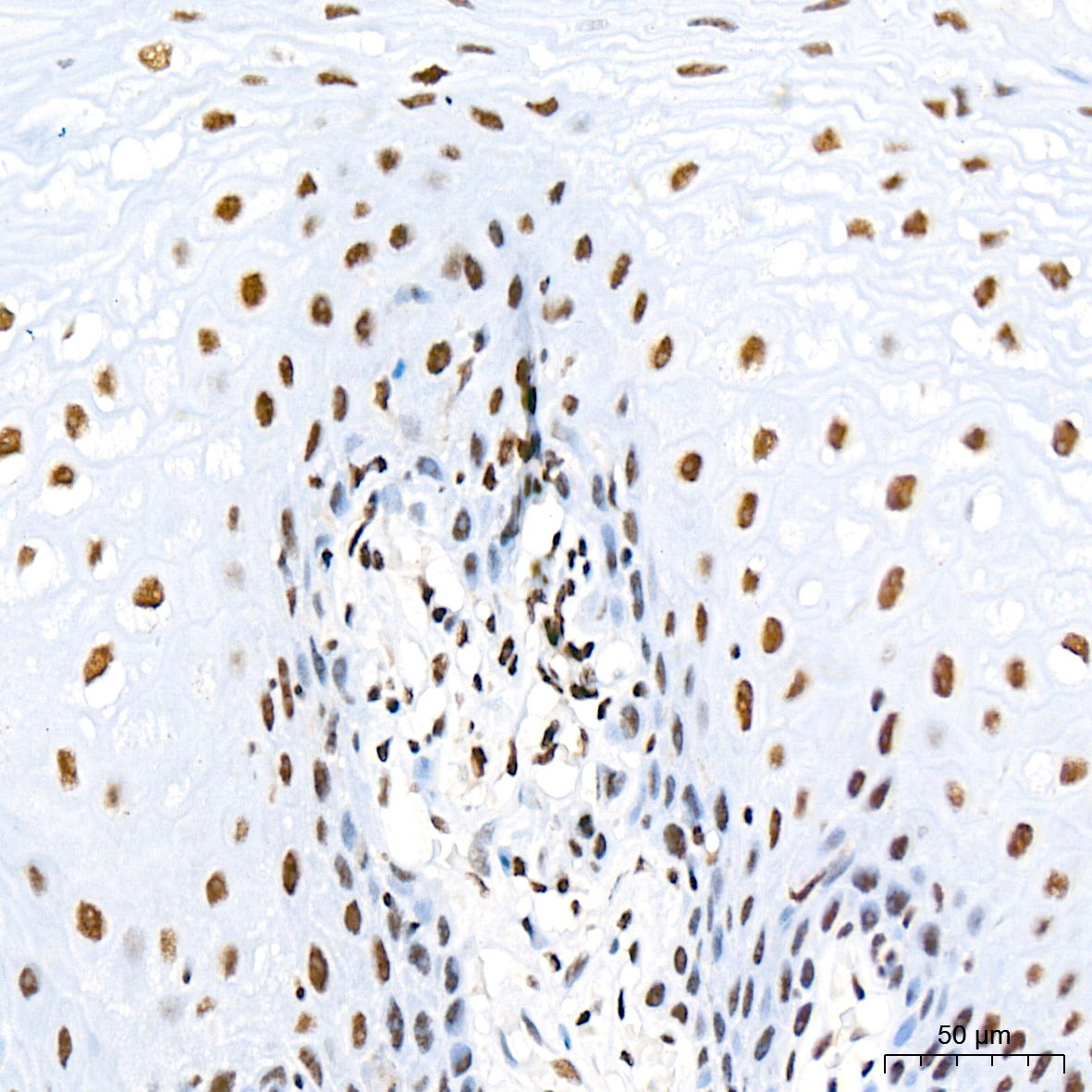 mSin3A Rabbit Monoclonal Antibody
