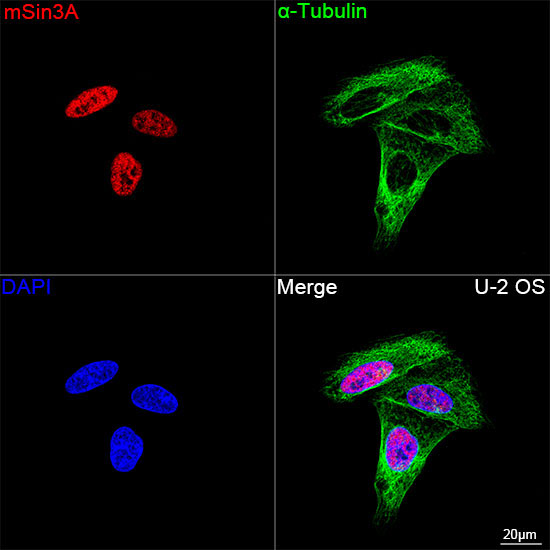 mSin3A Rabbit Monoclonal Antibody - Image 10
