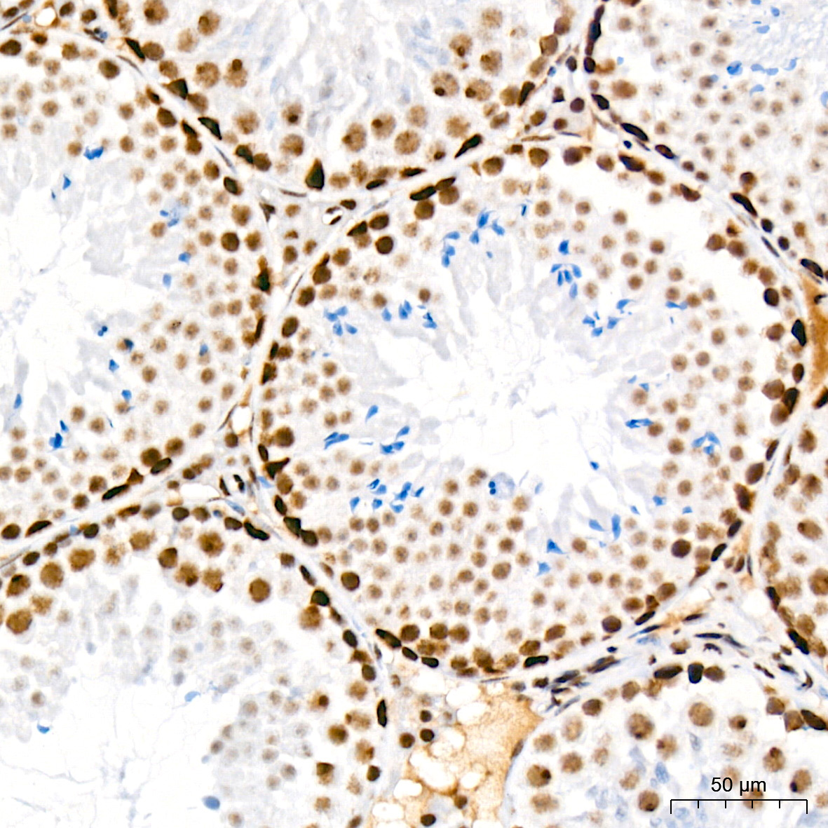 mSin3A Rabbit Monoclonal Antibody - Image 5