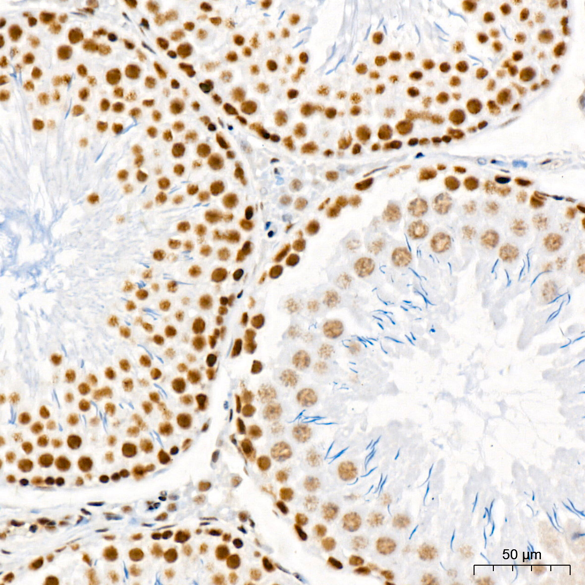 mSin3A Rabbit Monoclonal Antibody - Image 8