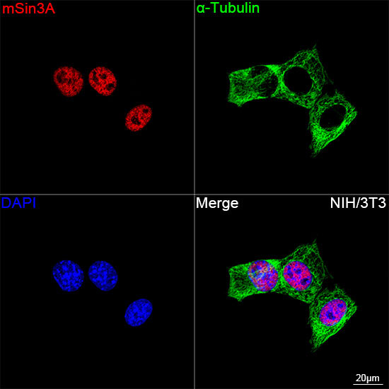 mSin3A Rabbit Monoclonal Antibody - Image 9