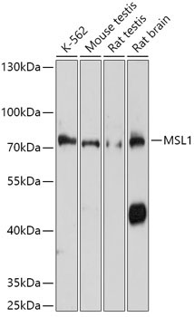 MSL1 Rabbit Polyclonal Antibody