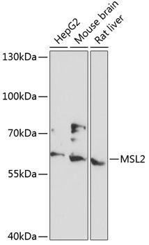 MSL2 Rabbit Polyclonal Antibody