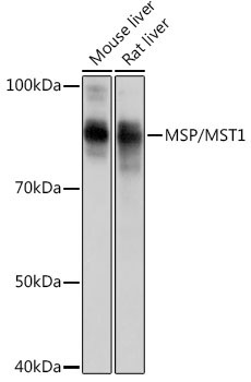 MSP/MST1 Rabbit Monoclonal Antibody