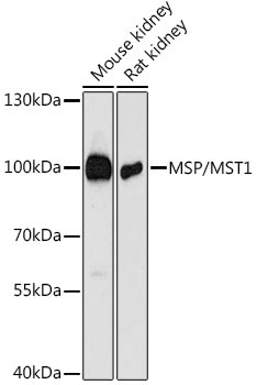 MSP/MST1 Rabbit Polyclonal Antibody