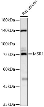 MSR1 Rabbit Polyclonal Antibody