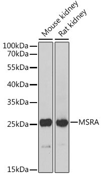 MSRA Rabbit Polyclonal Antibody