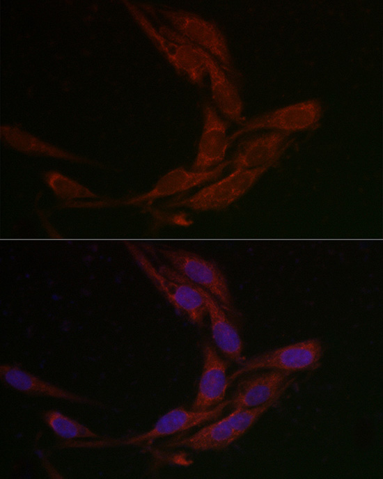 MSRA Rabbit Polyclonal Antibody - Image 4