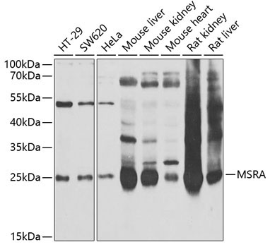 MSRA Rabbit Polyclonal Antibody