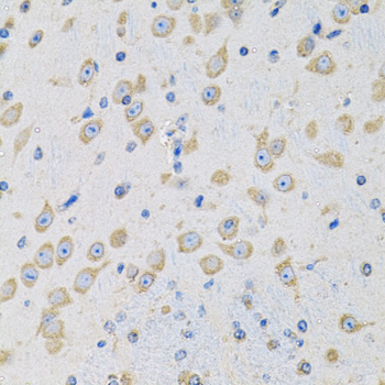 MSRA Rabbit Polyclonal Antibody - Image 2