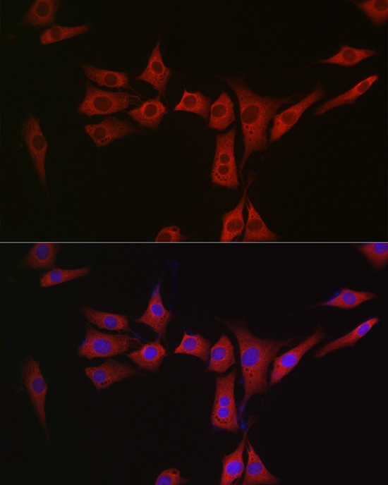 MSRA Rabbit Polyclonal Antibody - Image 3