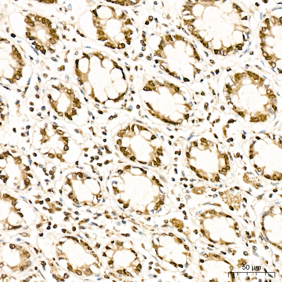 MSRB1 Rabbit Polyclonal Antibody - Image 2