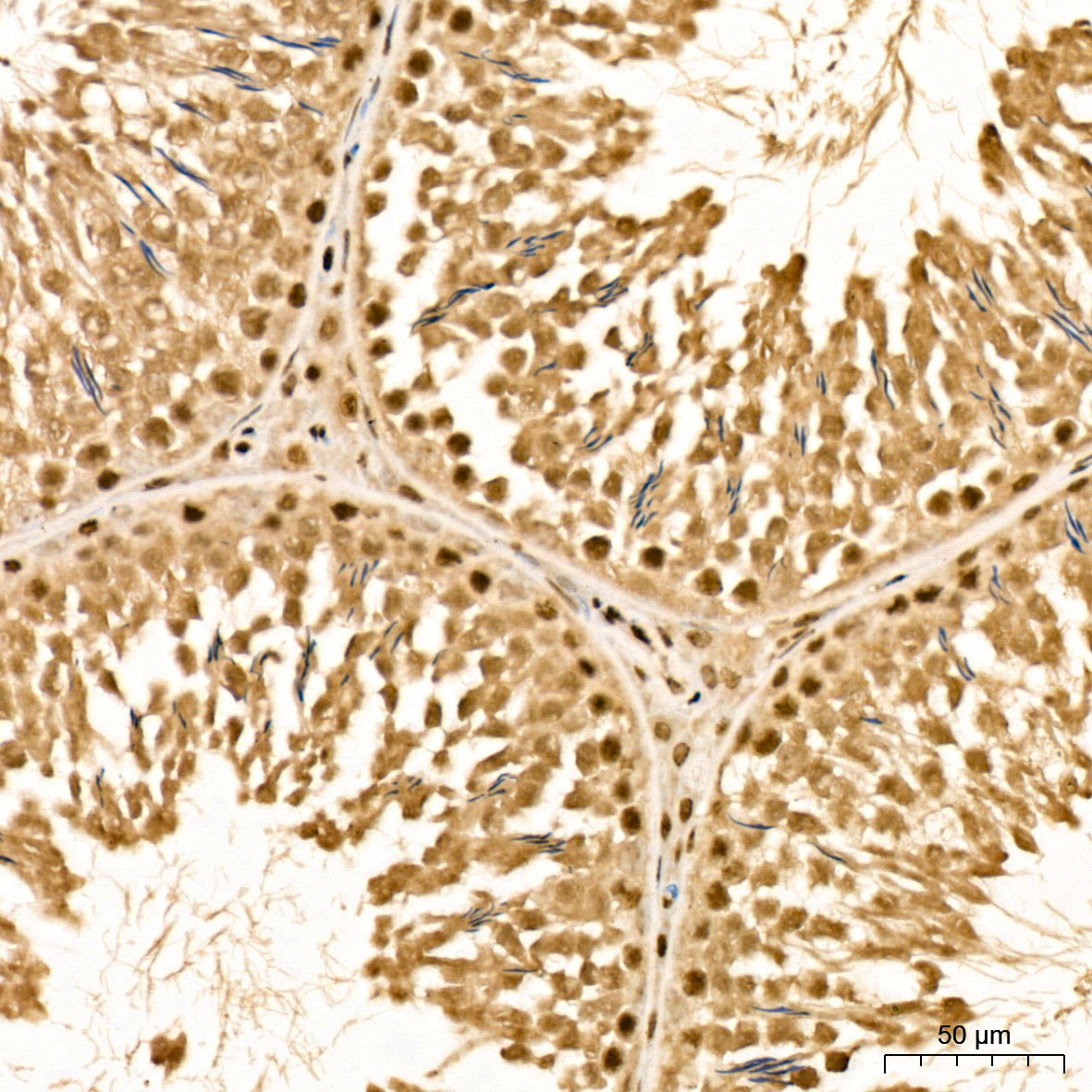 MSRB1 Rabbit Polyclonal Antibody - Image 3