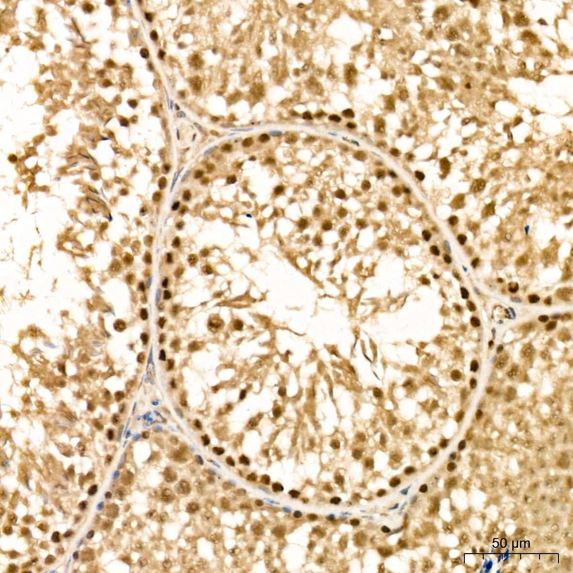 MSRB1 Rabbit Polyclonal Antibody - Image 4