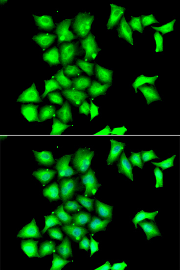 MSRB1 Rabbit Polyclonal Antibody - Image 5