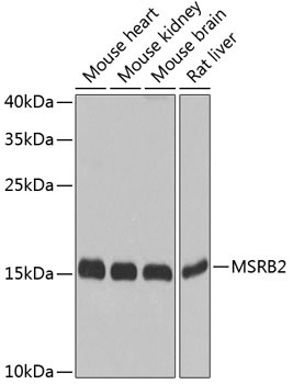 MSRB2 Rabbit Polyclonal Antibody