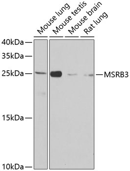 MSRB3 Rabbit Polyclonal Antibody