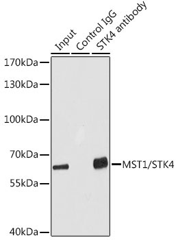 MST1/STK4 Rabbit Polyclonal Antibody - Image 2