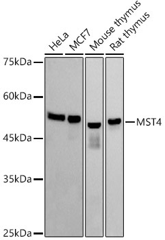MST4 Rabbit Monoclonal Antibody