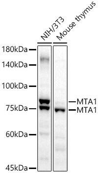 MTA1 Rabbit Polyclonal Antibody