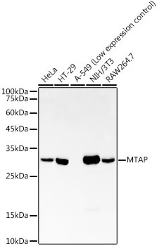 MTAP Rabbit Monoclonal Antibody