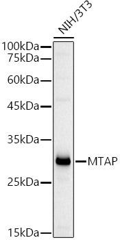 MTAP Rabbit Polyclonal Antibody