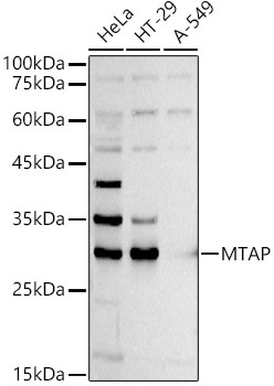 MTAP Rabbit Polyclonal Antibody - Image 2
