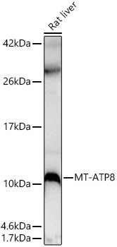 MT-ATP8 Rabbit Polyclonal Antibody