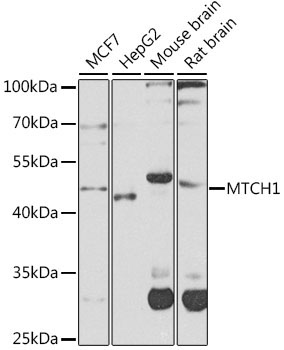 MTCH1 Rabbit Polyclonal Antibody