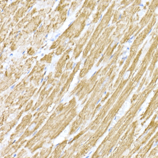 MTCO1 Rabbit Polyclonal Antibody - Image 2