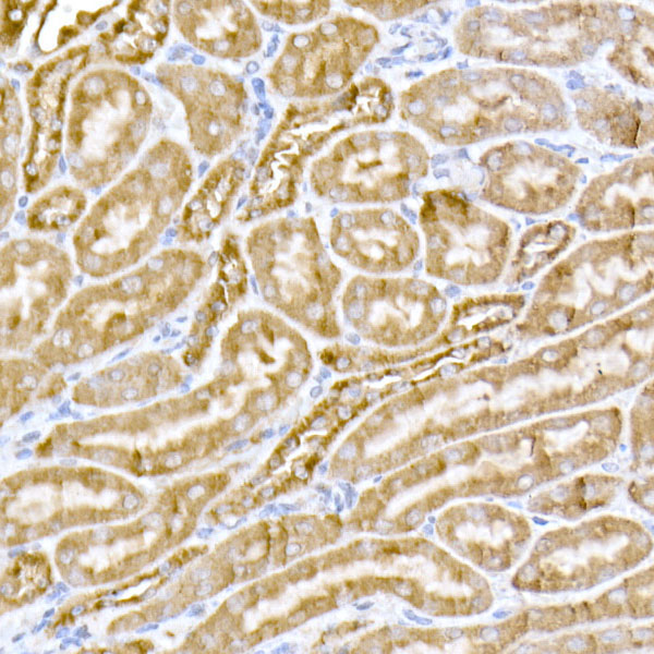MTCO1 Rabbit Polyclonal Antibody - Image 3