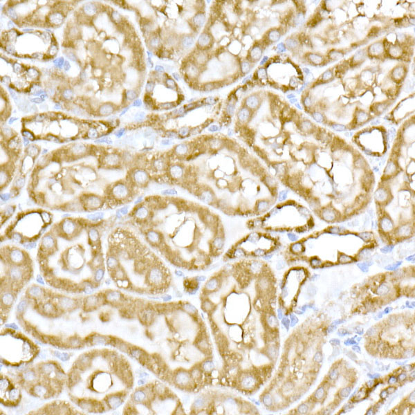 MTCO1 Rabbit Polyclonal Antibody - Image 5