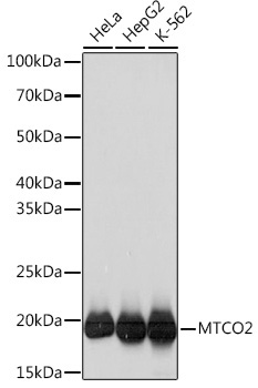 MTCO2 Rabbit Monoclonal Antibody