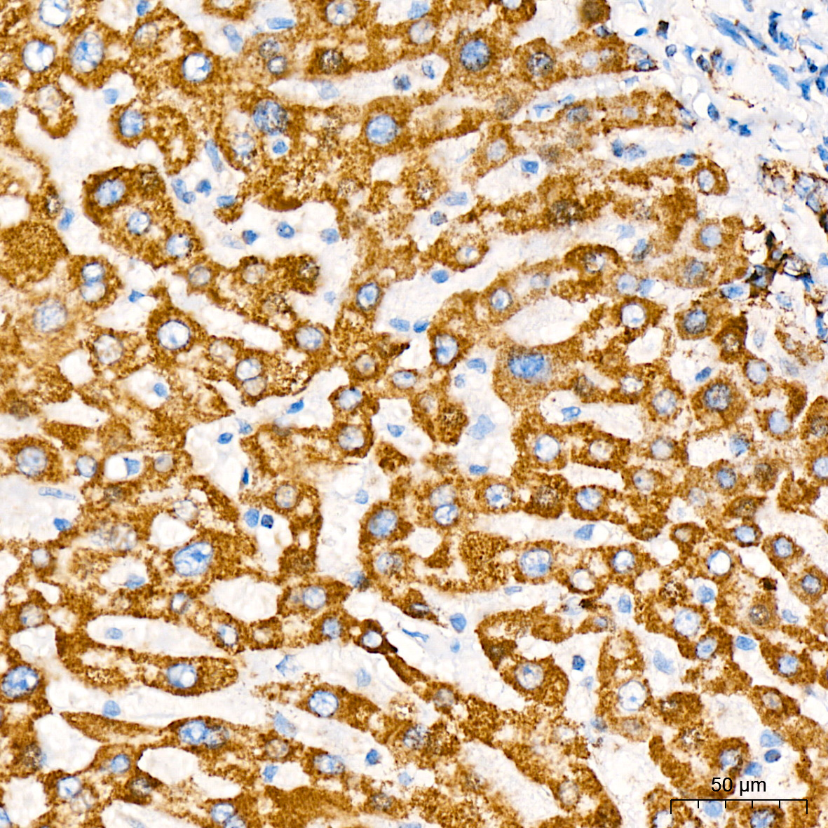 MTCO2 Rabbit Monoclonal Antibody - Image 2