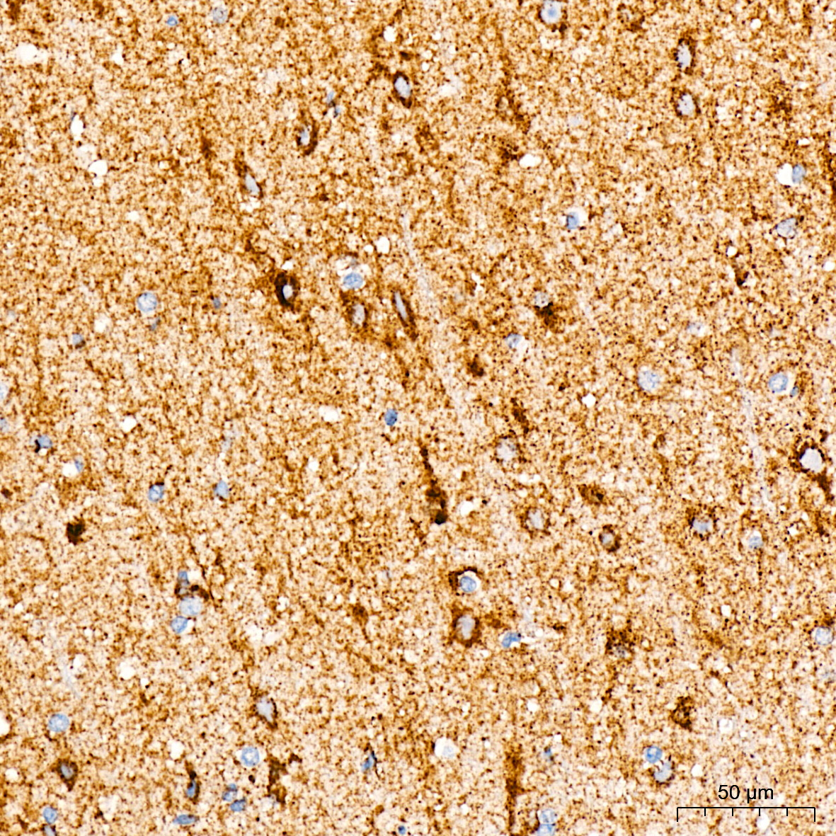 MTCO2 Rabbit Monoclonal Antibody - Image 3