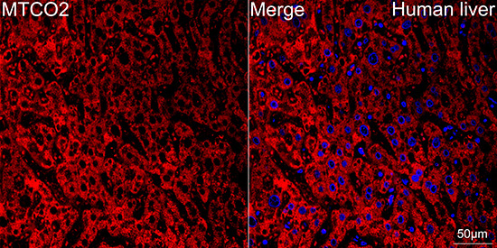 MTCO2 Rabbit Monoclonal Antibody - Image 4