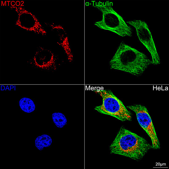 MTCO2 Rabbit Monoclonal Antibody - Image 5