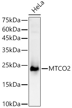 MTCO2 Rabbit Polyclonal Antibody