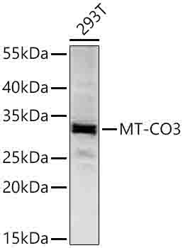 MT-CO3 Rabbit Polyclonal Antibody