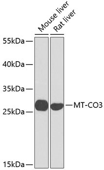 MT-CO3 Rabbit Polyclonal Antibody