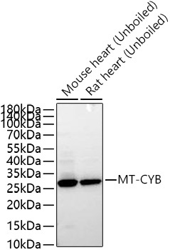 MT-CYB Rabbit Polyclonal Antibody
