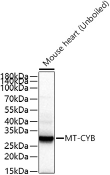 MT-CYB Rabbit Polyclonal Antibody