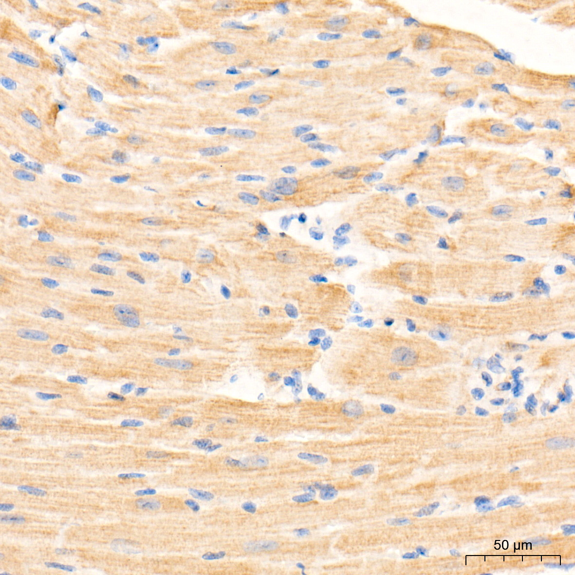 MT-CYB Rabbit Polyclonal Antibody - Image 2